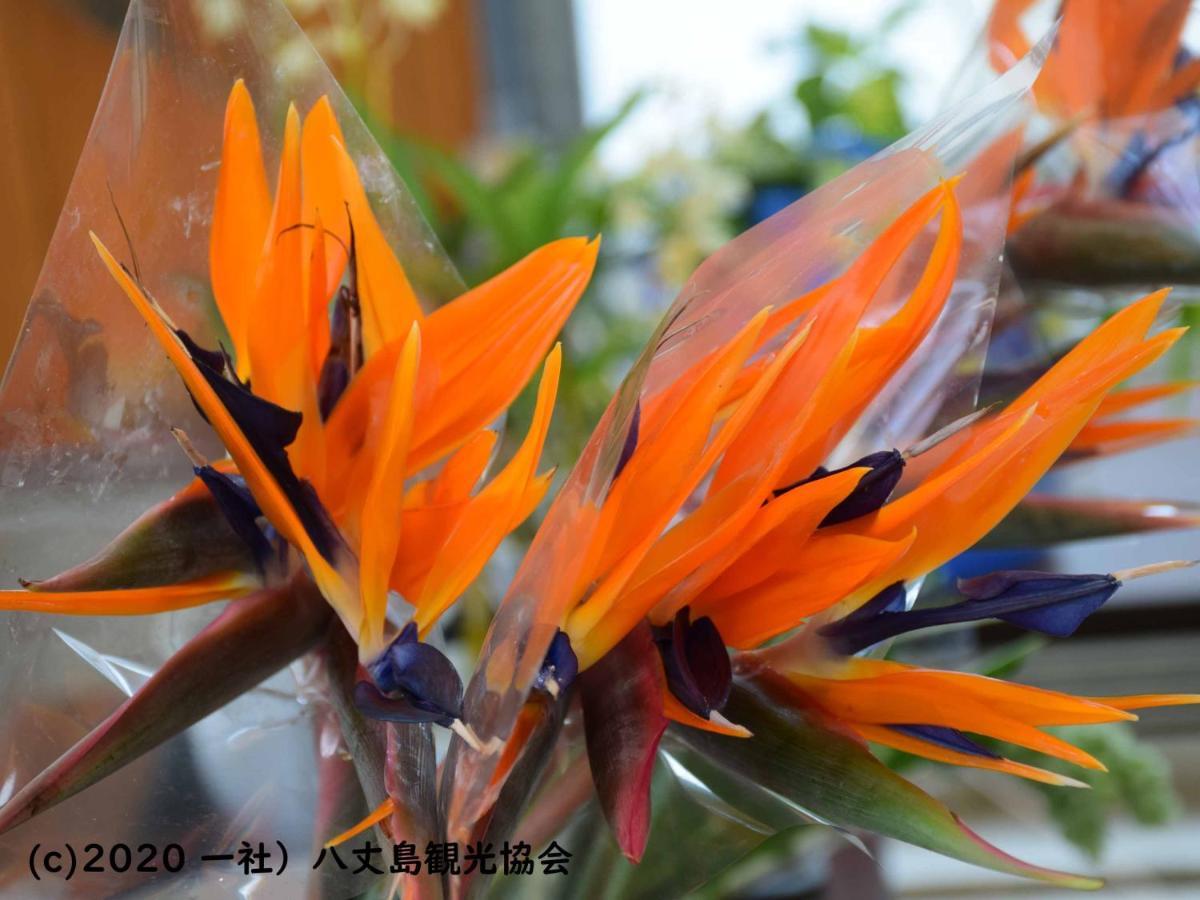 Kokumin Shukusha Sun Marina Hotel Hachijo Buitenkant foto